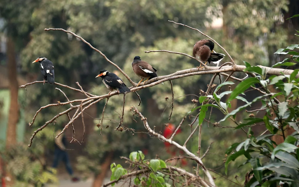 ঘোড়ার গাড়ি দিয়ে এক কৃষক পাটখড়ি হাটে নিচ্ছেন